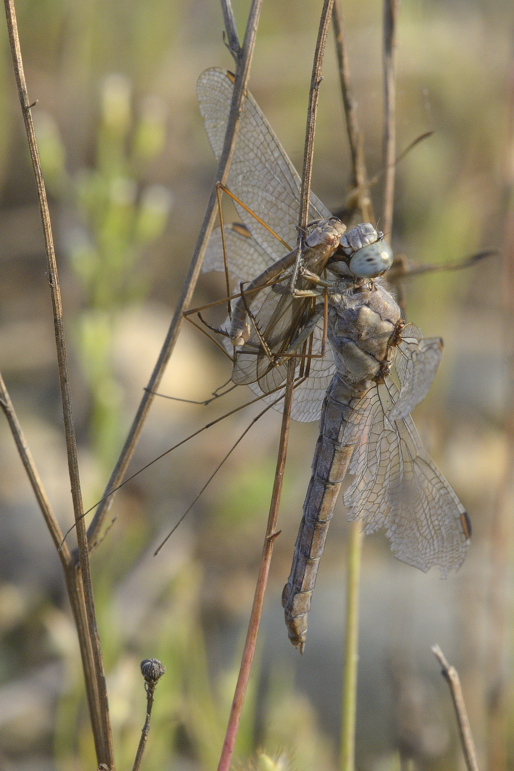 Libellula da ID: Orthetrum brunneum